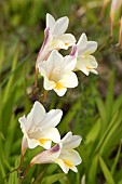 White Freesia (Freesia alba), flowers