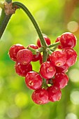 Dotted wild coffee (Psychotria punctata), fruits