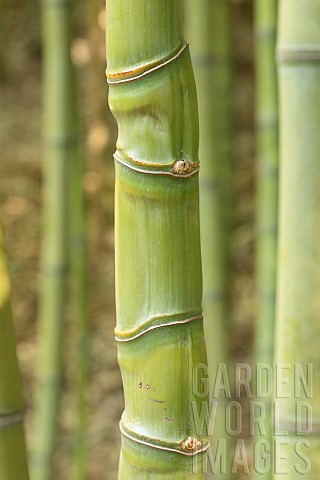 Golden_bamboo_Phyllostachys_aurea_stem