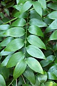 Climbing butchers-broom (Semele androgyna), foliage