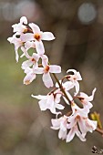 Pink Forsythia (Abeliophyllum distichum) Roseum, flowers