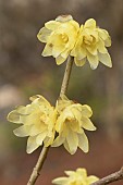 Yellow wintersweet (Chimonanthus praecox) Luteus, flowers