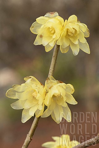 Yellow_wintersweet_Chimonanthus_praecox_Luteus_flowers