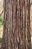 Chinese mahogany (Toona sinensis), bark