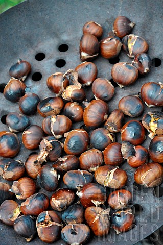 Panroasted_chestnuts_chestnuts_Castanea_sativa_harvested_in_the_forest_seasonal_food