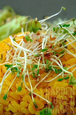 Sprouted_seeds_on_a_spicy_saffron_rice_dish