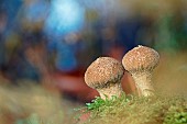 Common Puffball (Lycoperdon perlatum), Mushroom growing on humus in the woods, Gers, France.