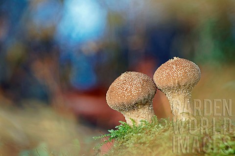 Common_Puffball_Lycoperdon_perlatum_Mushroom_growing_on_humus_in_the_woods_Gers_France