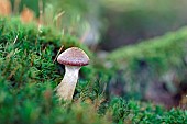 Bulbous honey fungus (Armillaria gallica), Usually grows in clumps but isolated individuals are sometimes found. Poisonous mushroom. Landes forest, France.