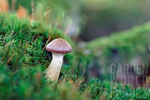 Bulbous_honey_fungus_Armillaria_gallica_Usually_grows_in_clumps_but_isolated_individuals_are_sometim