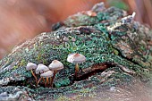 Clustered Bonnet (Mycena inclinata), Growing in clumps on oak stumps. Gers, France