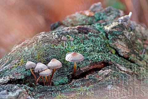 Clustered_Bonnet_Mycena_inclinata_Growing_in_clumps_on_oak_stumps_Gers_France