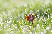 Mushroom and dew on a private garden lawn. Unidentified species. Gers, France