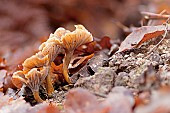 Yellowfoot (Craterellus tubaeformis). Good edible. Landes, France