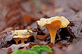 Golden chanterelles (Cantharellus cibarius), edible species. Gers, France