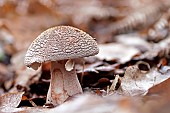 Blusher (Amanita rubescens). Edible. Landes forest, France