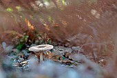 Umber-zoned ringless Amanita (Amanita battarrae), Uncommon mushroom, Toxic raw, Landes, France.