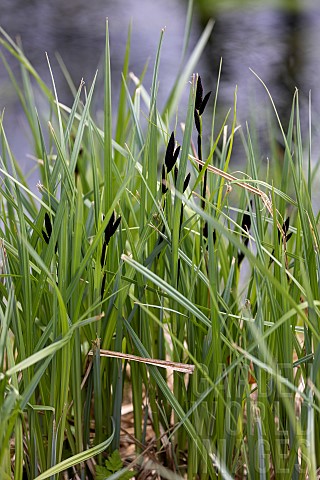 Black_sedge_Carex_nigra_at_the_edge_of_a_stream_in_spring_Somme_France