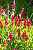 Lady Tulip (Tulipa clusiana) Peppermint Stick, flowers