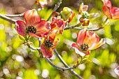 Flowering Dogwood (Cornus florida) Cherokee Sunset, flowers