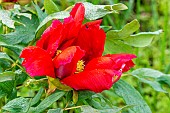 Peony (Paeonia suffruticosa) Monsieur Georges Cassagne, Breeder : Rivière (FRA) 1998, flower