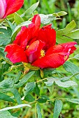 Peony (Paeonia suffruticosa) Monsieur Georges Cassagne, Breeder : Rivière (FRA) 1998, flower