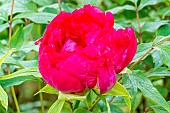 Japanese tree peony (Paeonia suffruticosa) Asahi-minato, flower