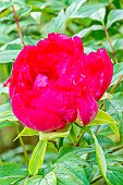 Japanese tree peony (Paeonia suffruticosa) Asahi-minato, flower