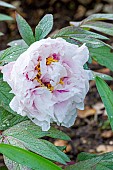 Peony (Paeonia suffruticosa) Kochs Weisse Breeder : Kock 1889, flower