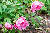 Tree peony (Paeonia suffruticosa) Sylphide, breeeder : Rivière 1995, in bloom