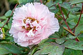 Peony (Paeonia suffruticosa) Carnea Plena, Breeder : Mount 1825, flower