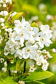 Lemoines Deutzia (Deutzia lemoinei), flowers