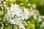 Lemoines Deutzia (Deutzia lemoinei), flowers