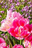 Tulipa Double Early Peach Blossom and Alpine Forget-me-not (Myosotis alpestris) Grand Roi des Carmins, flowers