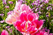 Tulipa Double Early Peach Blossom and Alpine Forget-me-not (Myosotis alpestris) Grand Roi des Carmins, flowers