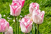 Triumph Tulip Shirley, flowers