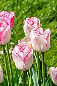 Triumph Tulip Shirley, flowers