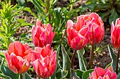 Tulip Triumph Pretty Princess, flowers