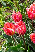 Tulip Triumph Pretty Princess, flowers
