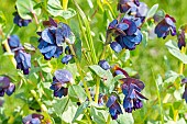 Blue shrimp plant (Cerinthe major subsp purpurascens) Purple Belle, in bloom