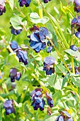 Blue shrimp plant (Cerinthe major subsp purpurascens) Purple Belle, in bloom