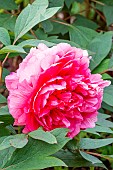 Peony (Paeonia suffruticosa) Queen Elisabeth 1864, flower