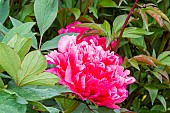Peony (Paeonia suffruticosa) Queen Elisabeth 1864, flower