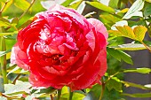 Peony (Paeonia suffruticosa) Madame Stuart Low 1863, flower