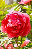 Peony (Paeonia suffruticosa) Madame Stuart Low 1863, flower