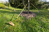 Staking Amur maackia (Maackia amurensis)