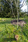 Staking Amur maackia (Maackia amurensis)
