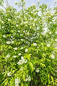 Colchis bladdernut (Staphylea colchica) in bloom