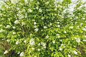 Colchis bladdernut (Staphylea colchica) in bloom