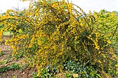 Golden Barberry (Berberis stenophylla) in bloom